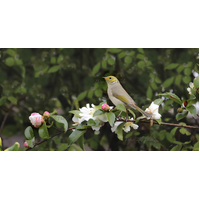 White-Plumed Honeyeater, 13.2" x 6.9"