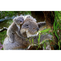 Koalas 14.5" x 9.4, Single Print