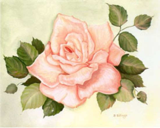 Picture of Apricot Rose - 8" x 10"