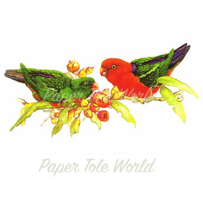 Picture of Aussie King Parrots - 11" x 7"