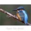 Picture of Blue Kingfisher - 12" x 16"