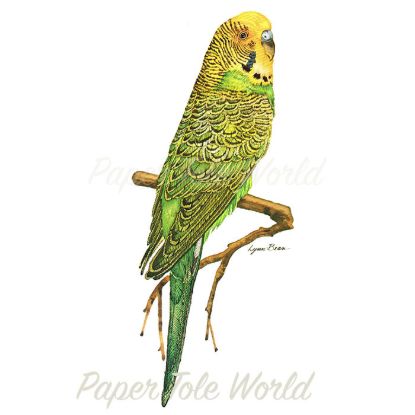 Picture of Budgerigar - 15" x 6"