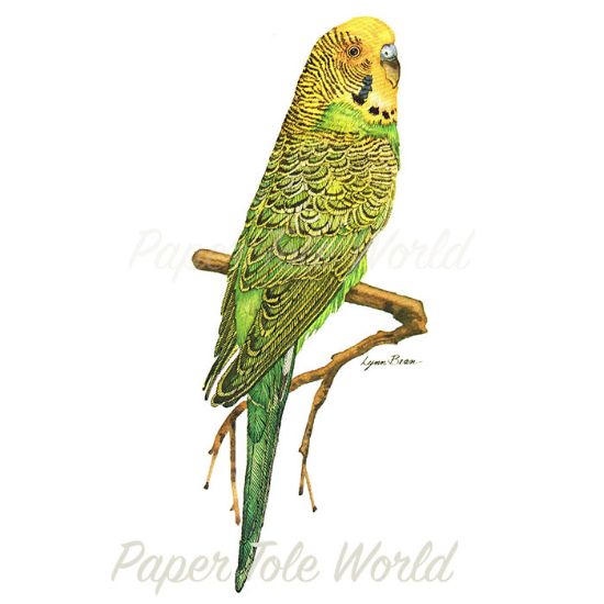 Picture of Budgerigar - 15" x 6"