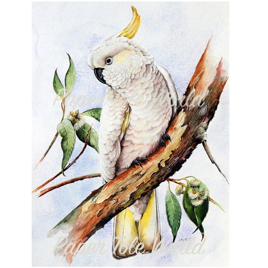 Picture of Cockatoo & Gum - 12" x 16"