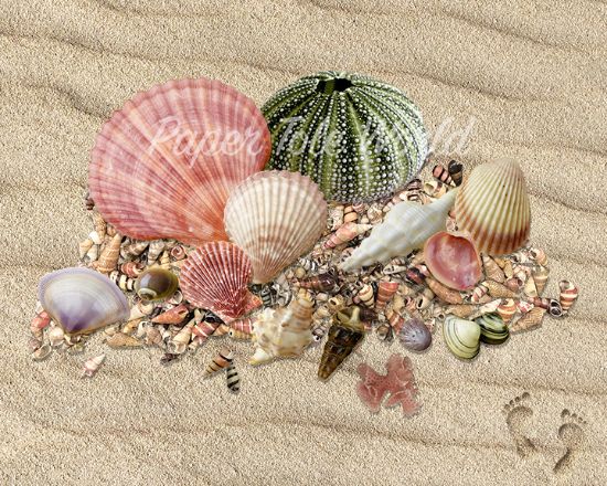 Picture of Cool Shells - 8" x 10"