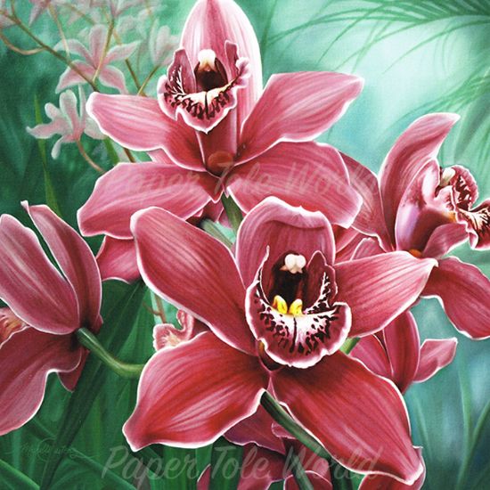 Picture of Cymbidium Cluster - 10" x 10"