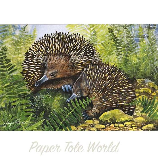 Picture of Echidna - 5" x 7"