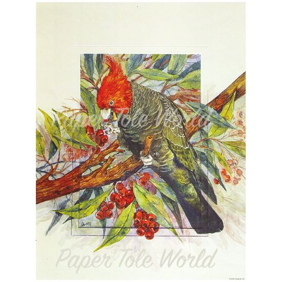 Picture of Gang Gang Cockatoo - 8" x 10"