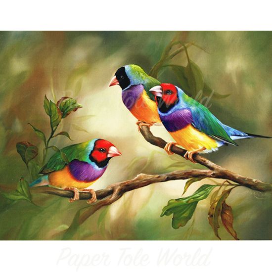 Picture of Gouldian Finches - 9" x 12"