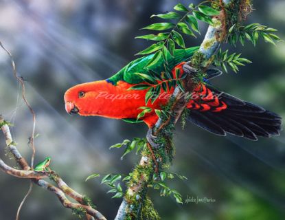 Picture of Kings Branch - Male King Parrot - 13.5" x 10.5"