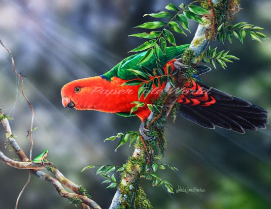 Picture of Kings Branch - Male King Parrot - 13.5" x 10.5"
