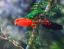 Picture of Kings Branch - Male King Parrot - 13.5" x 10.5"