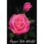 Picture of Pink Rose II - 7.5" x 10.5"
