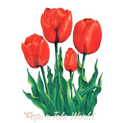 Picture of Red Tulips - 8" x 10"