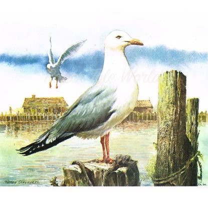 Picture of Seagull on Jetty - 8" x 10"