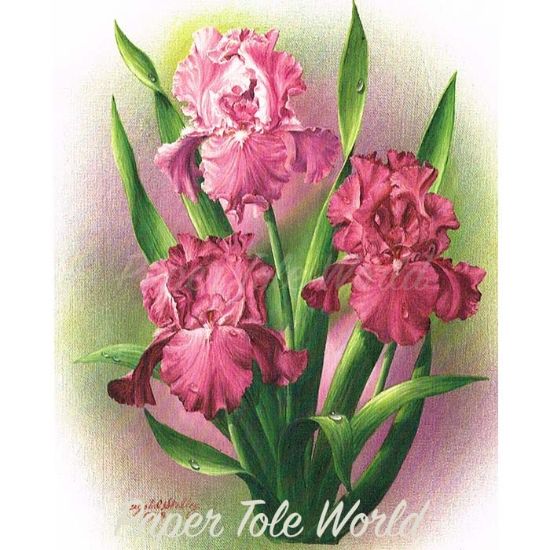 Picture of Small Pink Iris - 4" x 5"