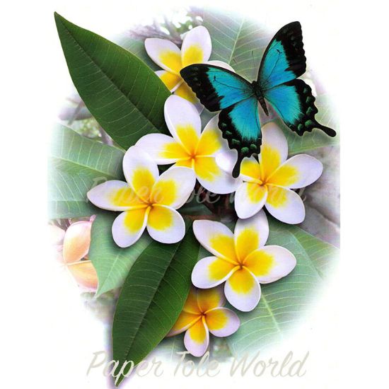 Picture of Swallowtail & Frangipani - 8" x 12"