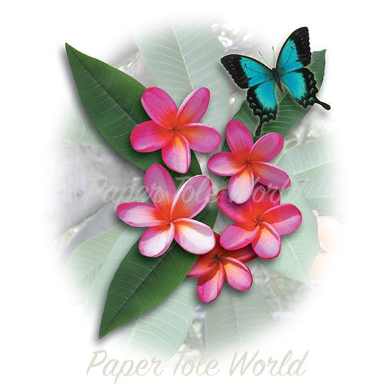 Picture of Swallowtail & Pink Frangipani - 8" x 12"