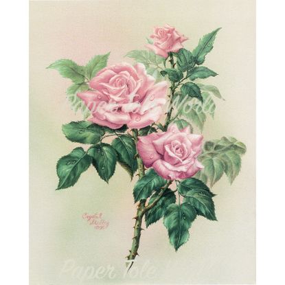 Picture of Sympathy Rose - 8" x 10"
