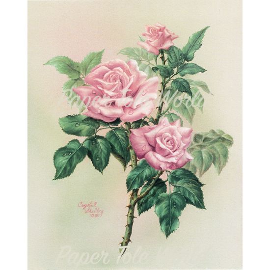 Picture of Sympathy Rose - 8" x 10"