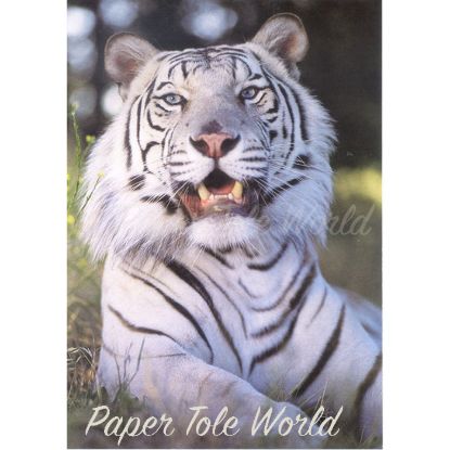 Picture of Tiger (White) - 5" x 7"