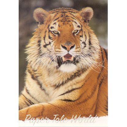 Picture of Tiger (Yellow) - 5" x 7"