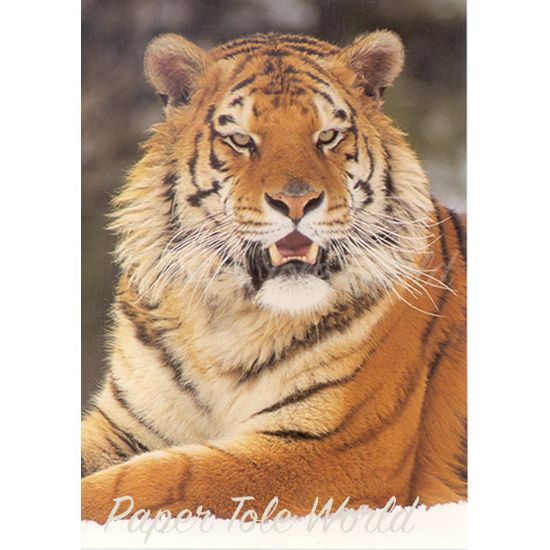 Picture of Tiger (Yellow) - 5" x 7"