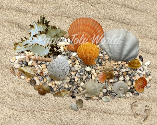 Picture of Warm Shells - 8" x 10"