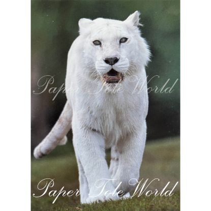 Picture of White Tiger - 5" x 7"