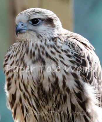 Picture of Falcon 10" x 12"