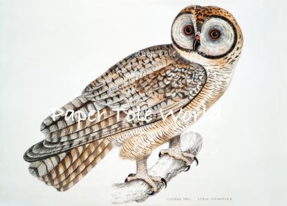 Picture of Chinese Owl - 12" x 16"