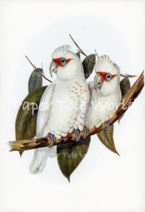 Picture of Long Billed Cockatoo - 8" x 12"