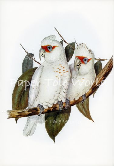 Picture of Long Billed Cockatoo - 8" x 12"