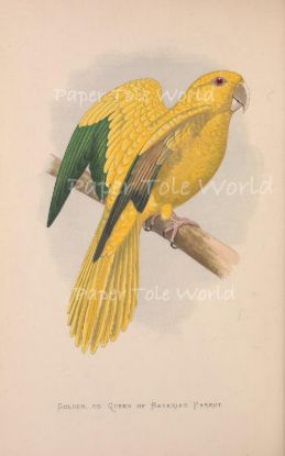 Picture of Golden Parrot - 7" x 11"