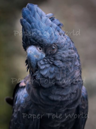 Picture of Red -Tailed Black Cockatoo - 8" X 10"