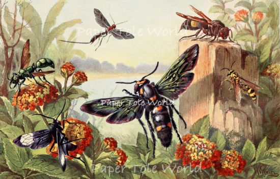 Picture of Vintage Insects - 9" x 14"