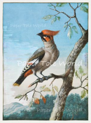 Picture of Bohemian Waxwing Bird 8" x 10.6"