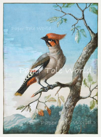 Picture of Bohemian Waxwing Bird 8" x 10.6"