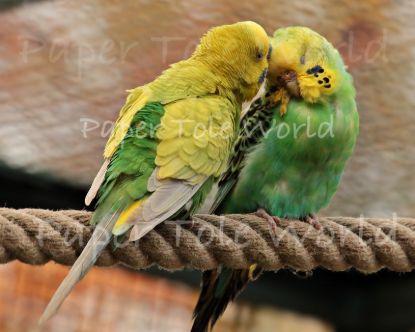 Picture of 2 Budgies - 8" x 10"