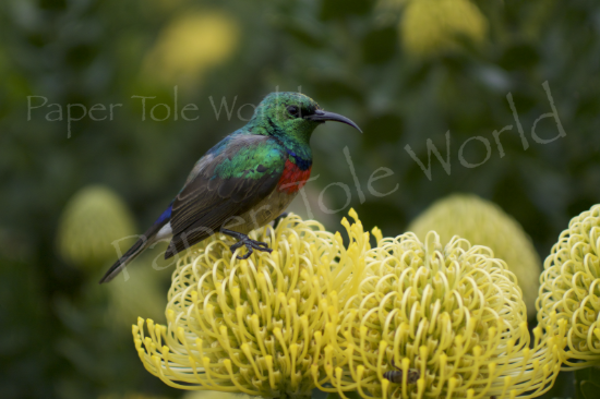 Picture of Humming Bird On Yellow Flowers 15" x 10"