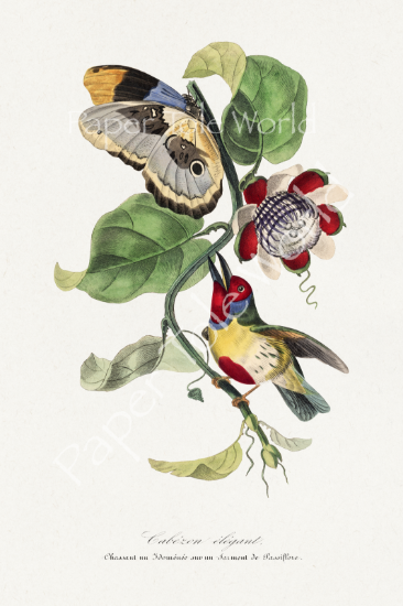 Picture of Barbet Bird Painting 8.5" x 13"