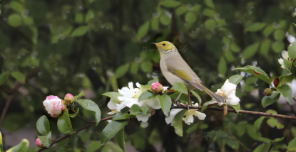 Picture of White-Plumed Honeyeater, 13.2" x 6.9"