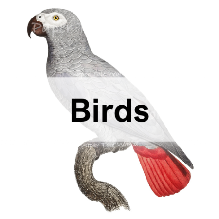 Picture for category Birds