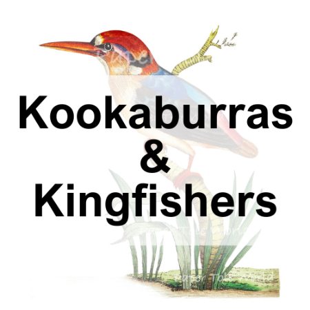 Picture for category Kookaburras & Kingfishers