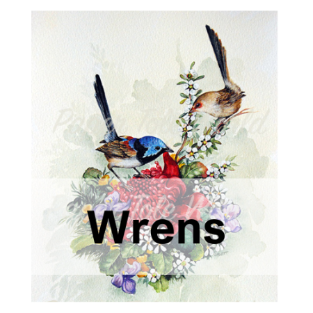 Picture for category Wrens