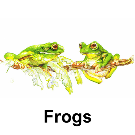 Picture for category Frogs