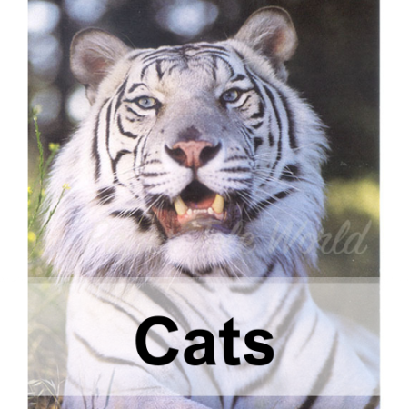 Picture for category Cats