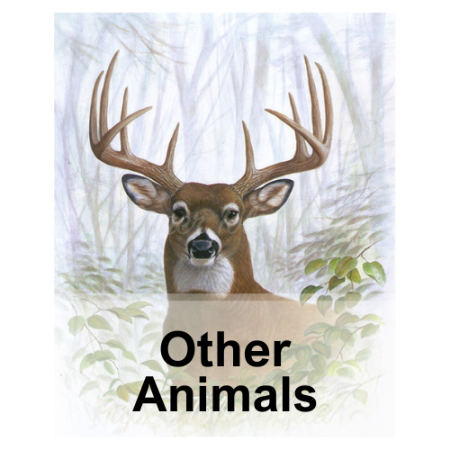 Picture for category Other Animals